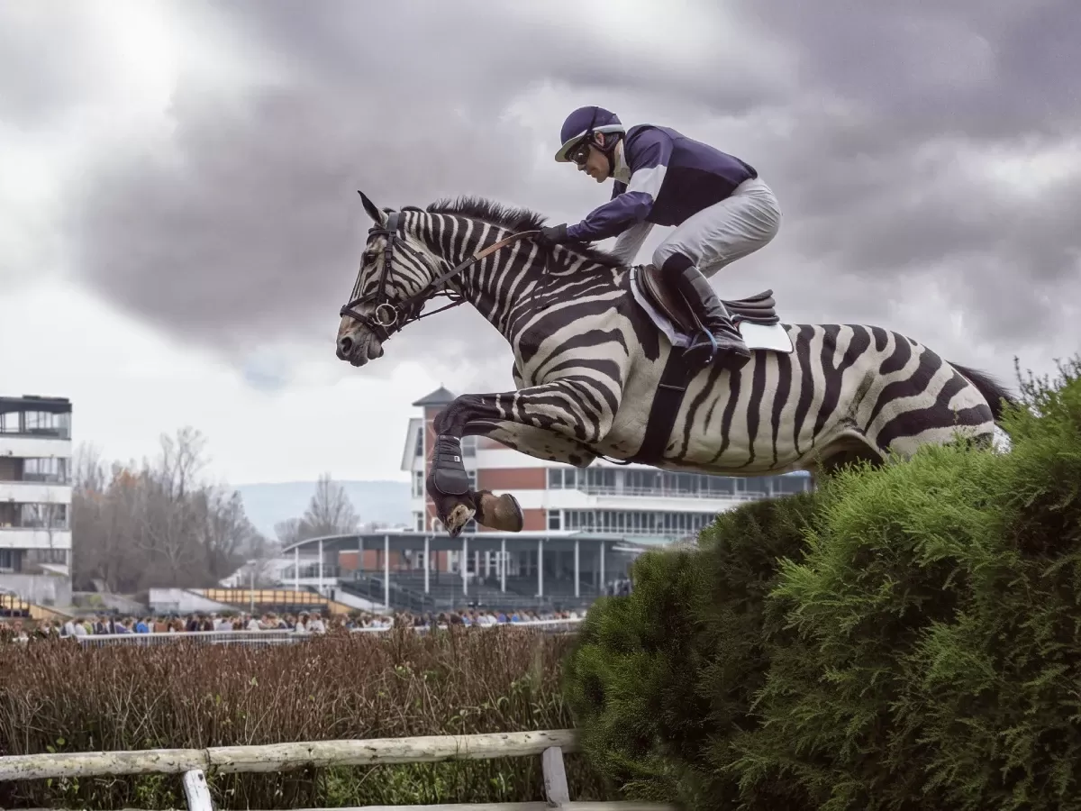 foxconn_zebra_02_1